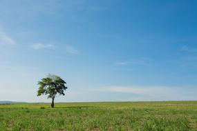 Tree Wide Field View