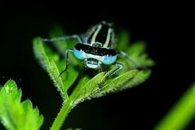 Insect Closeup