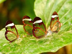 Insect Butterfly Close Up