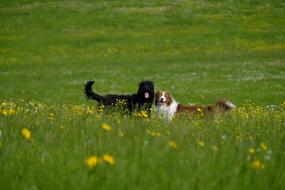 Dog Labradoodle on meadow