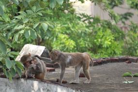 Monkeys at Wildlife