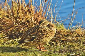 Duck Mallard by the Water