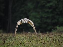 wildfowl in the field