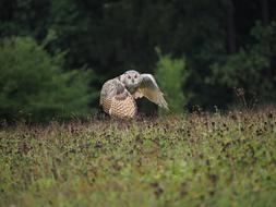 Bird Animal Owl