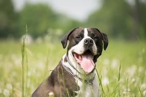 Dog Tongue Comrade