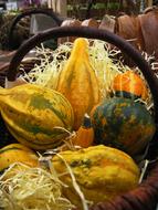 large ripe vegetables in a basket