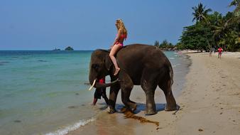 Sea Elephant Beach