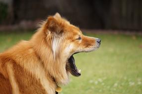 Chow Dog portrait