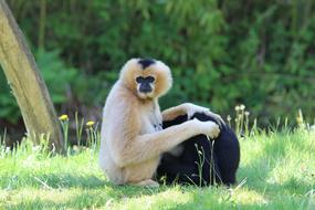 Gibbon Zoo Planckendael