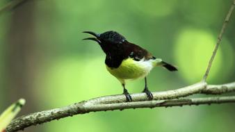 Bird Avian Small