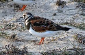 Ruddy Turnstone Arenaria Interpres