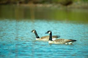 Duck Bird Animal