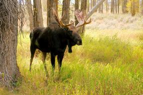 Bull Moose with heavy horns in forest at autumn