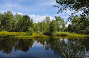 Summer Background Trees