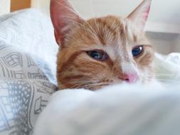 Cat Pet Kitty