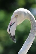 white Flamingos Bird portrait