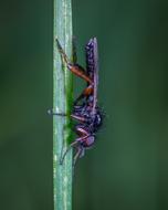 Insect Macro