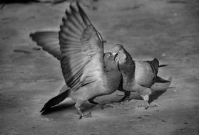 cute pair of pigeons on the street