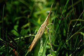 Mantis Phasmid Insect macro view