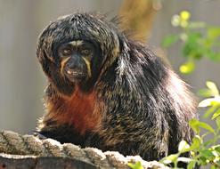 Monkey Enclosure at Animal World