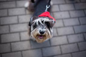 cute Doggy on leash looks up