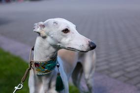 breed Dog Collar
