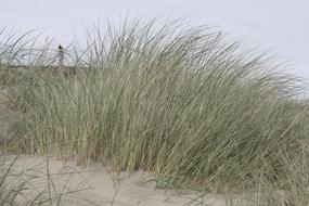 Beach Oregon Grass