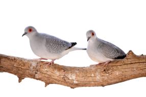 pigeon toys