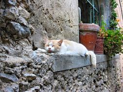 Cat Sleeps on street