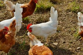 House chickens on the range
