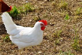 Chicken Hen Poultry