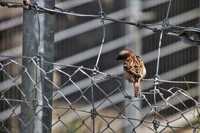 Little Bird The Sparrow Urban