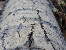 Tree Trunk Texture