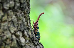 Insect Weevil The Tree On