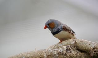 Bird Outdoor Nature