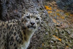 Snow Leopard Cat Big