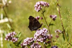 Butterfly Insect Wing