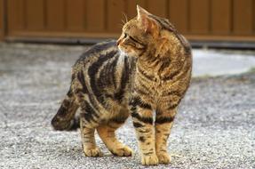 Cat Stray Calico