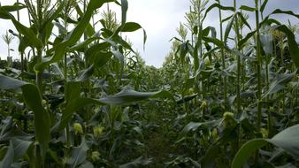 blooming corn in the field
