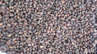dried nuts harvest