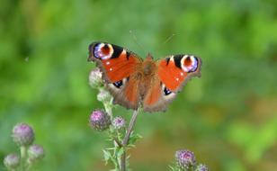Butterfly Insect Wings