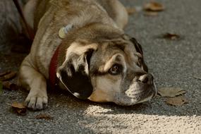 Dog Pet Quadruped