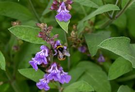 Hummel Insect Blossom
