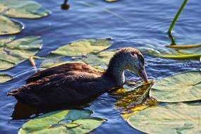 Coot Chick Waterbird