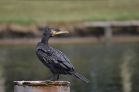 Cormorant Bird Plumage in wildlife