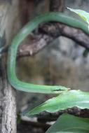 Snake Green Reptile