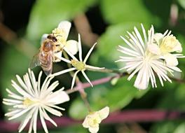 Bee Insect Close Up