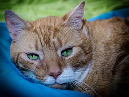 tired sleeping cat