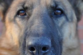 Dog Fur View