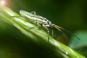 Insect Macro Nature
